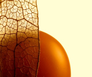 Physalis